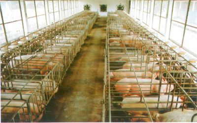 Đẩy mạnh quản lý chăn nuôi qua nền tảng số